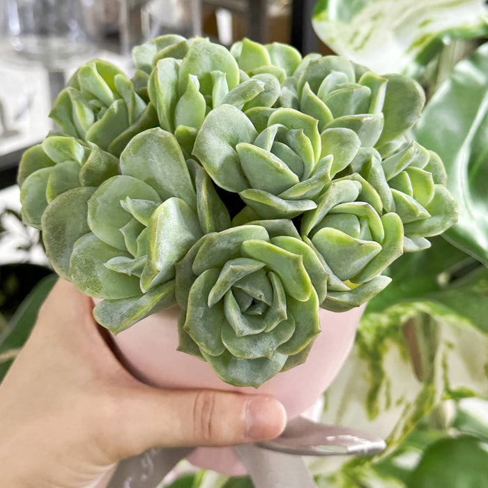 x Graptoveria 'Lovely Rose', Multi Heads (4 inch)