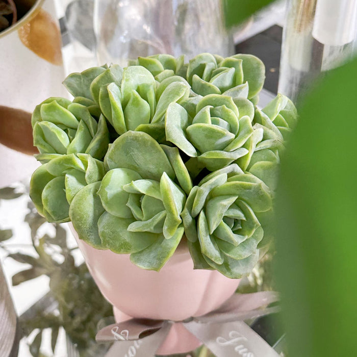 x Graptoveria 'Lovely Rose', Multi Heads (4 inch)
