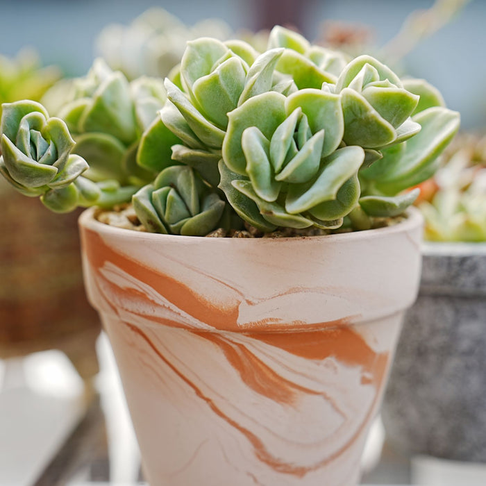 x Graptoveria 'Lovely Rose', Multi Heads (4 inch)