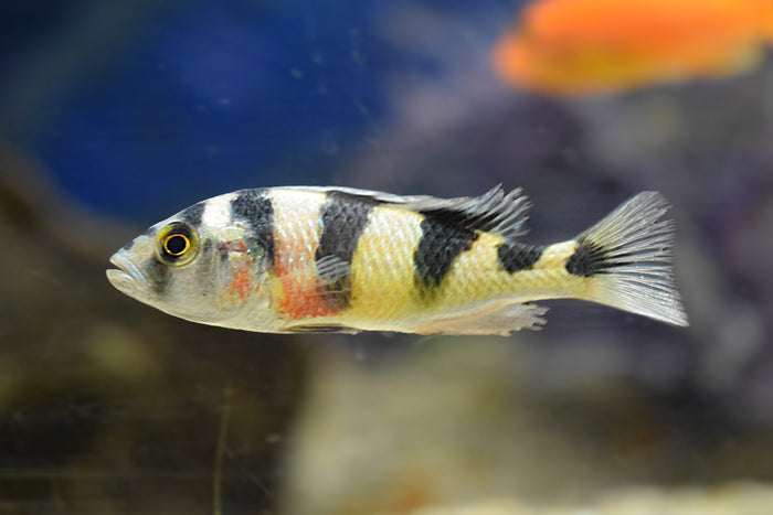 Zebra Obliquidens